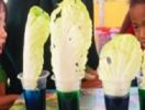 Fun Learning : Percobaan sains menggunakan sawi putih