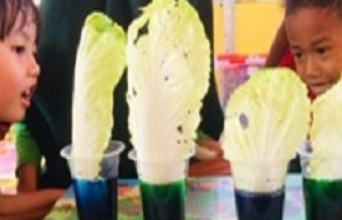 Fun Learning : Percobaan sains menggunakan sawi putih